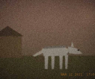 The animal, moments before it left the property