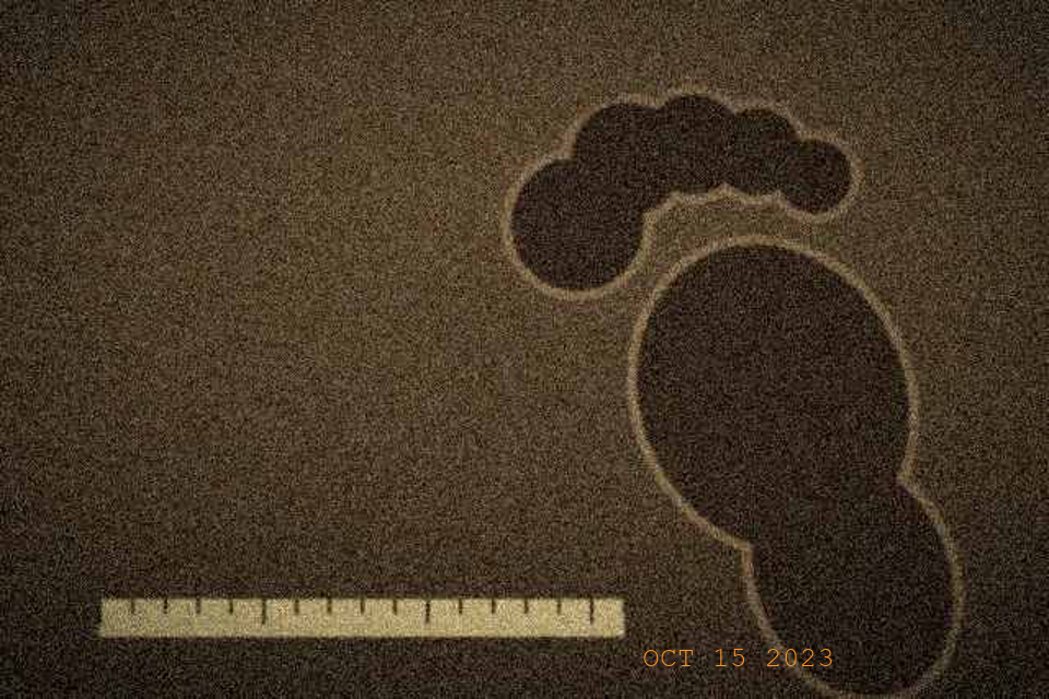 Footprint impression at the road shoulder, photographed the following morning