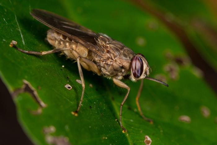 TseTse-Fliege auf Blatt Schlafkrankheit 