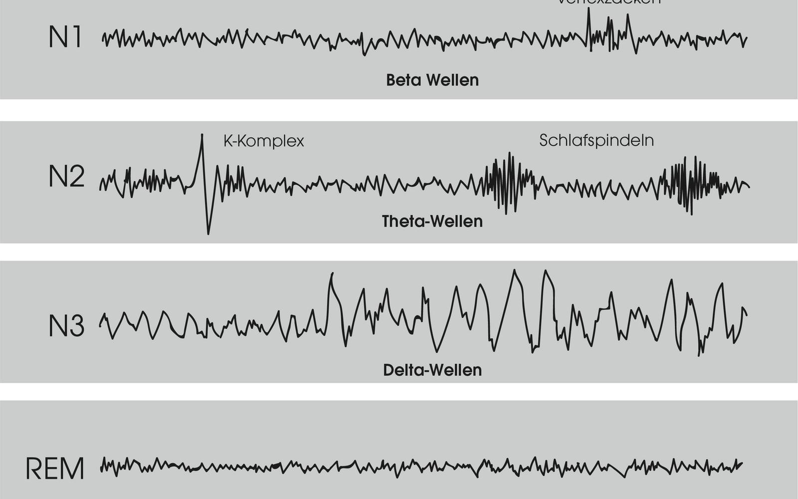 Die Schlafphasen Welche gibt es und was bedeutet REM? Die Schlafphasen Welche gibt es und was bedeutet REM?