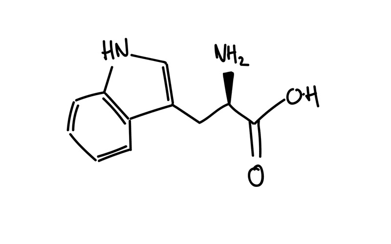 Tryptophan und Schlaf die Grundlage zum Einschlafen