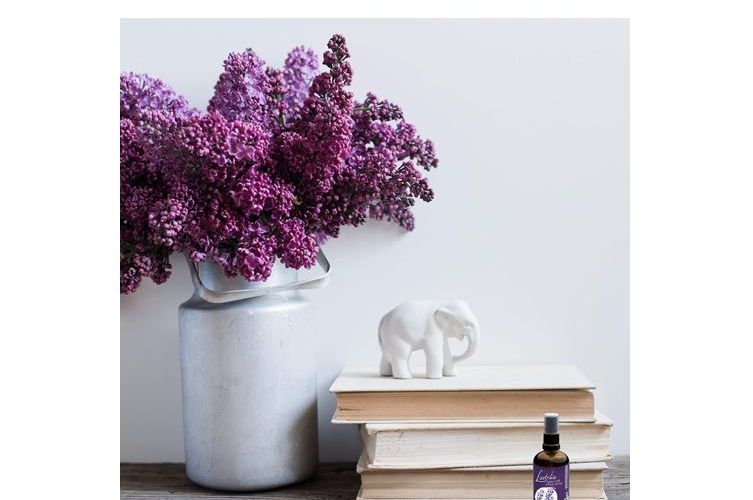 Lavendelpflanze, Bücher und Kissenspray von Lavodia