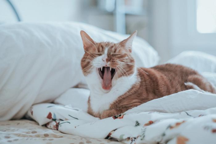 Adenosin Katze auf Bett müde