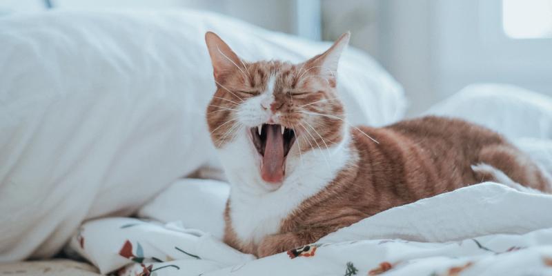Adenosin Katze auf Bett müde
