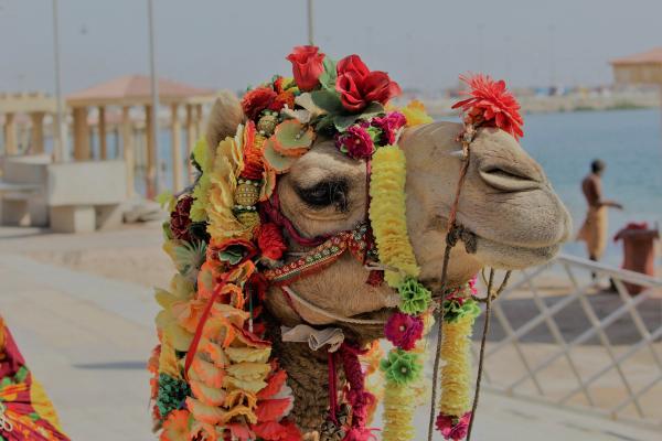 Kamel mit blumig-gutem Duft in der Nase