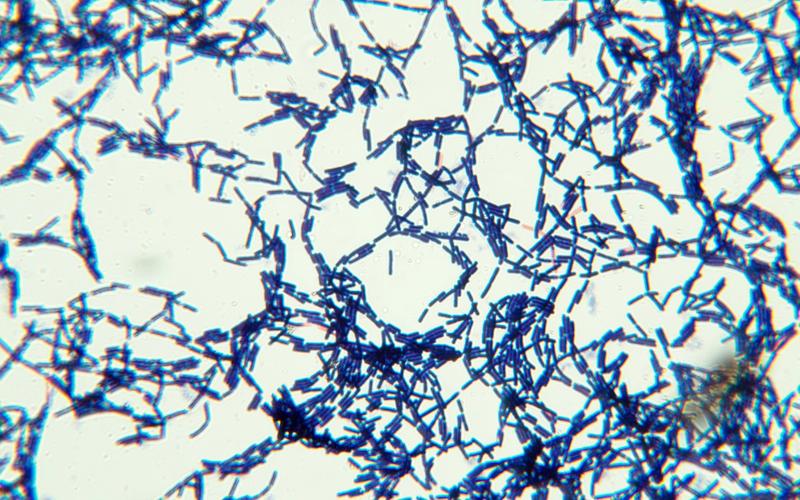 Mikroskopische Abbildung von Stäbchenbakterien