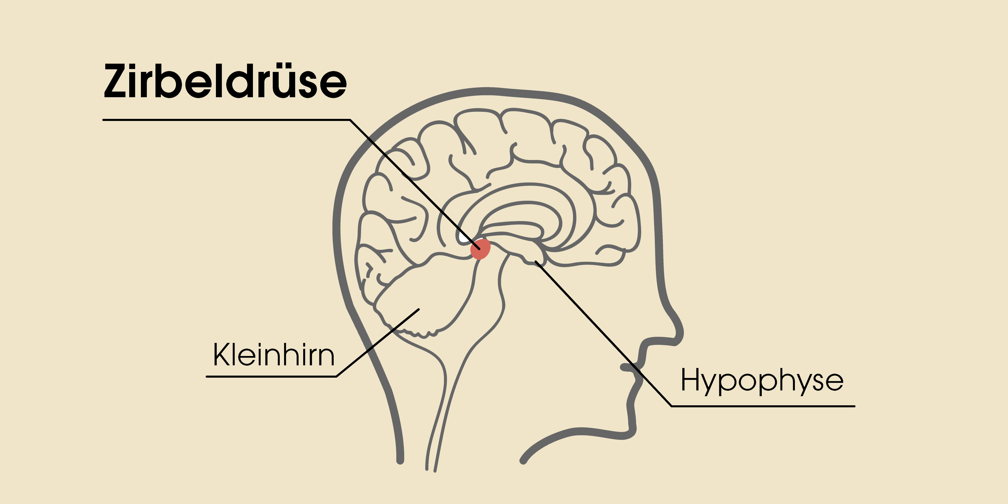 Mysterium Zirbeldrüse: Drittes Auge und Schlafwunder