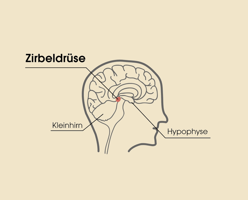 Mysterium Zirbeldruse Drittes Auge Und Schlafwunder