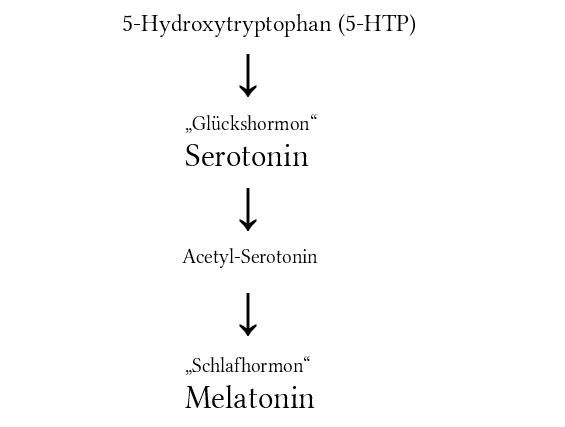 5-HTP wird zu Serotonin umgewandelt, Serotonin wird in Melatonin umgewandelt