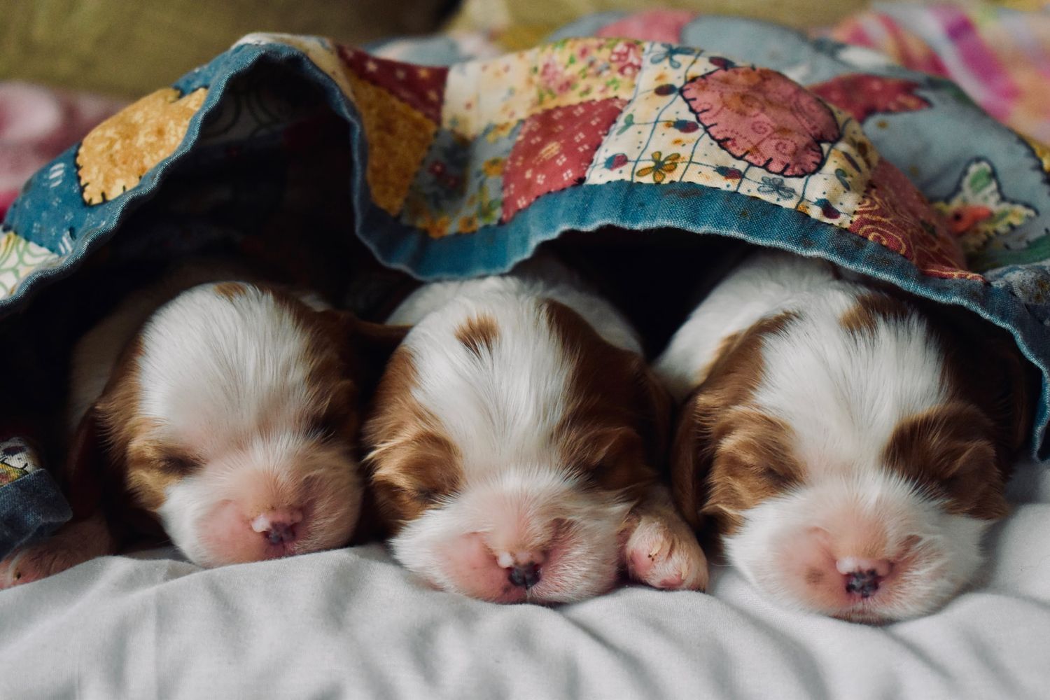Wie schlafen eigentlich&hellip; Hunde?