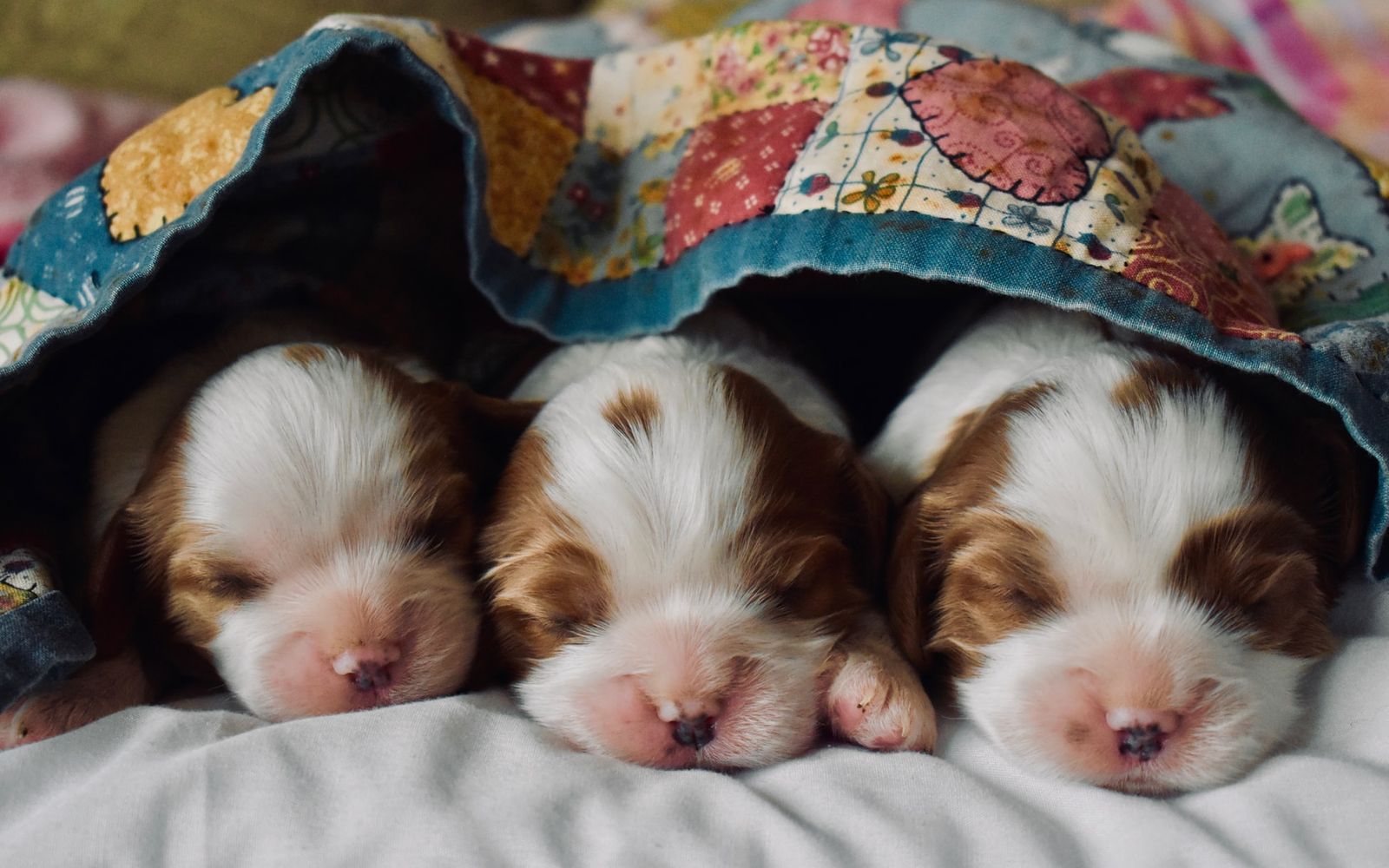 Wie schlafen eigentlich… Hunde?