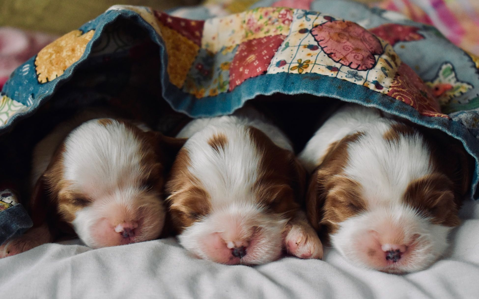 Wie schlafen eigentlich… Hunde?