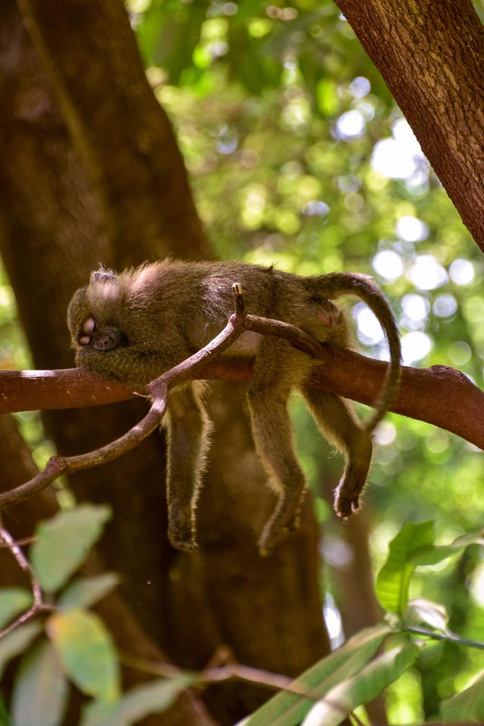 Affe schläft auf Baum