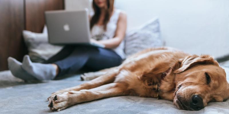 Home-Office mit Hund