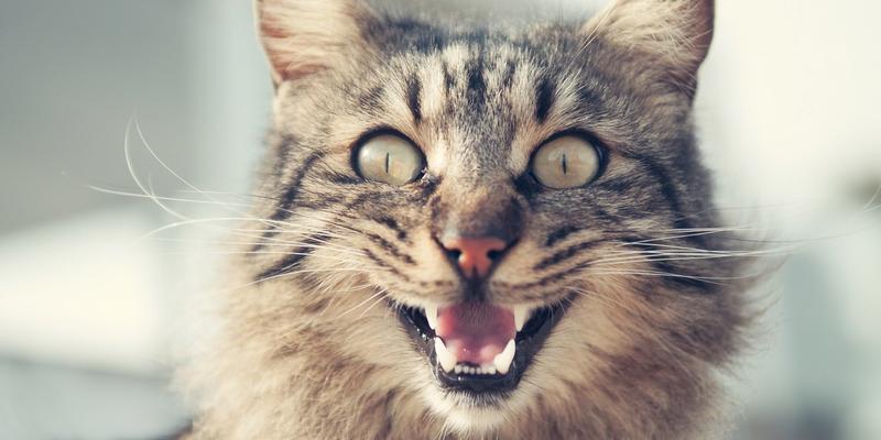 Verrückte Katze Überdosierung Melatonin