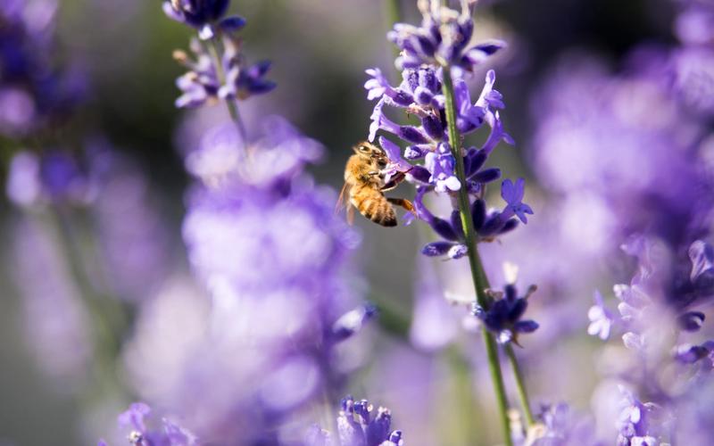 Beruhigender Lavendel