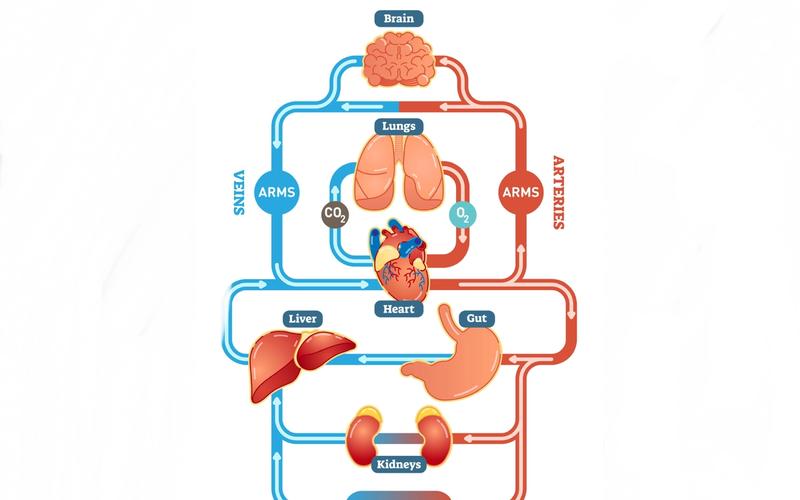 Grafik des menschlichen Blutkreislaufs.