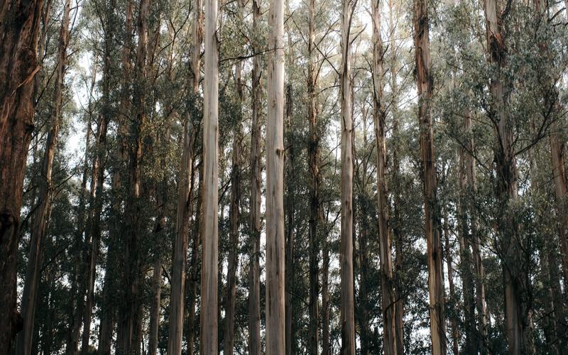 Eukalyptuswald
