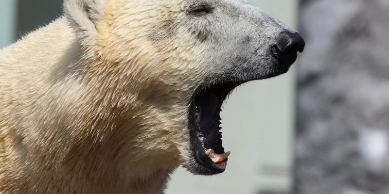 Eisbär brüllt Winterschlaf