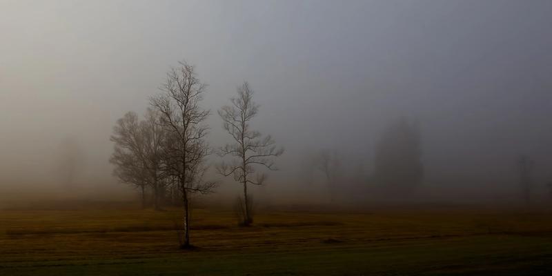 Landschaft: Bäume im Nebel 