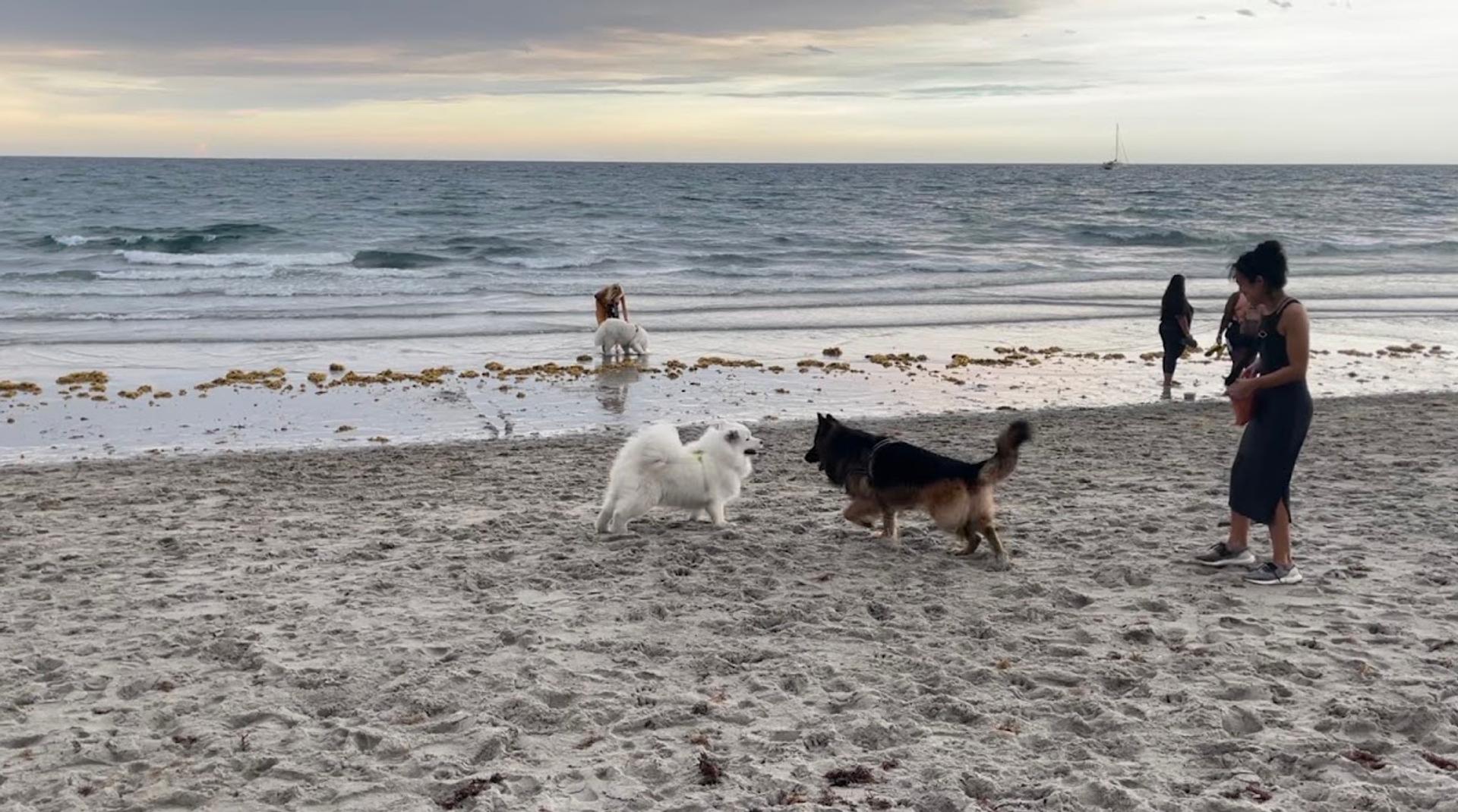 Bark Beach