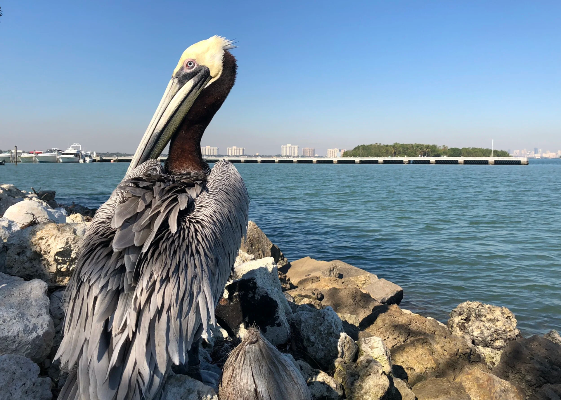 Pelican Harbor Seabird Station