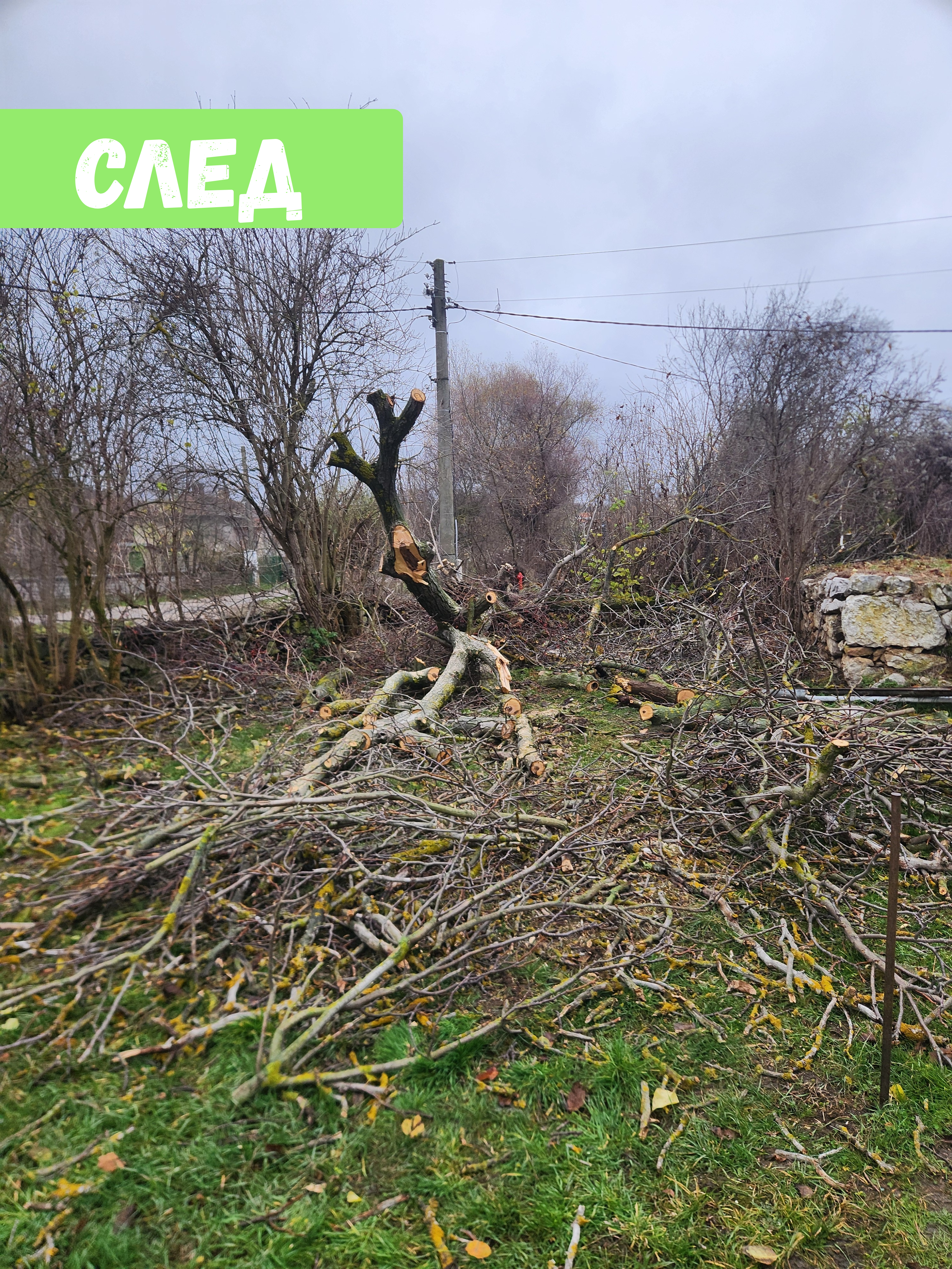 Премахване на два Ореха в с.Бърложница - Image 4