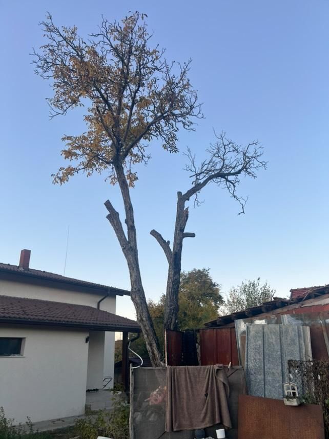 Премахване на Орех в гр.Сливница - Image 1