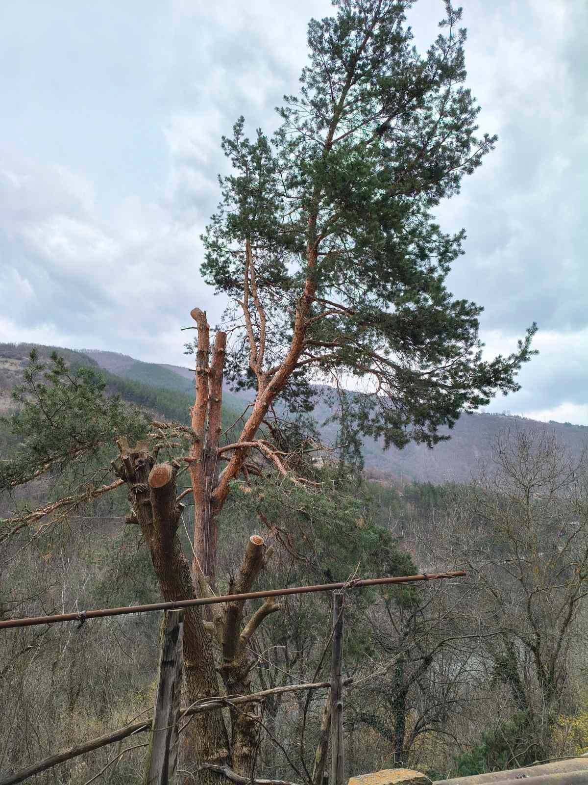 Премахване на короната на Бор в гр.Своге - Image 2