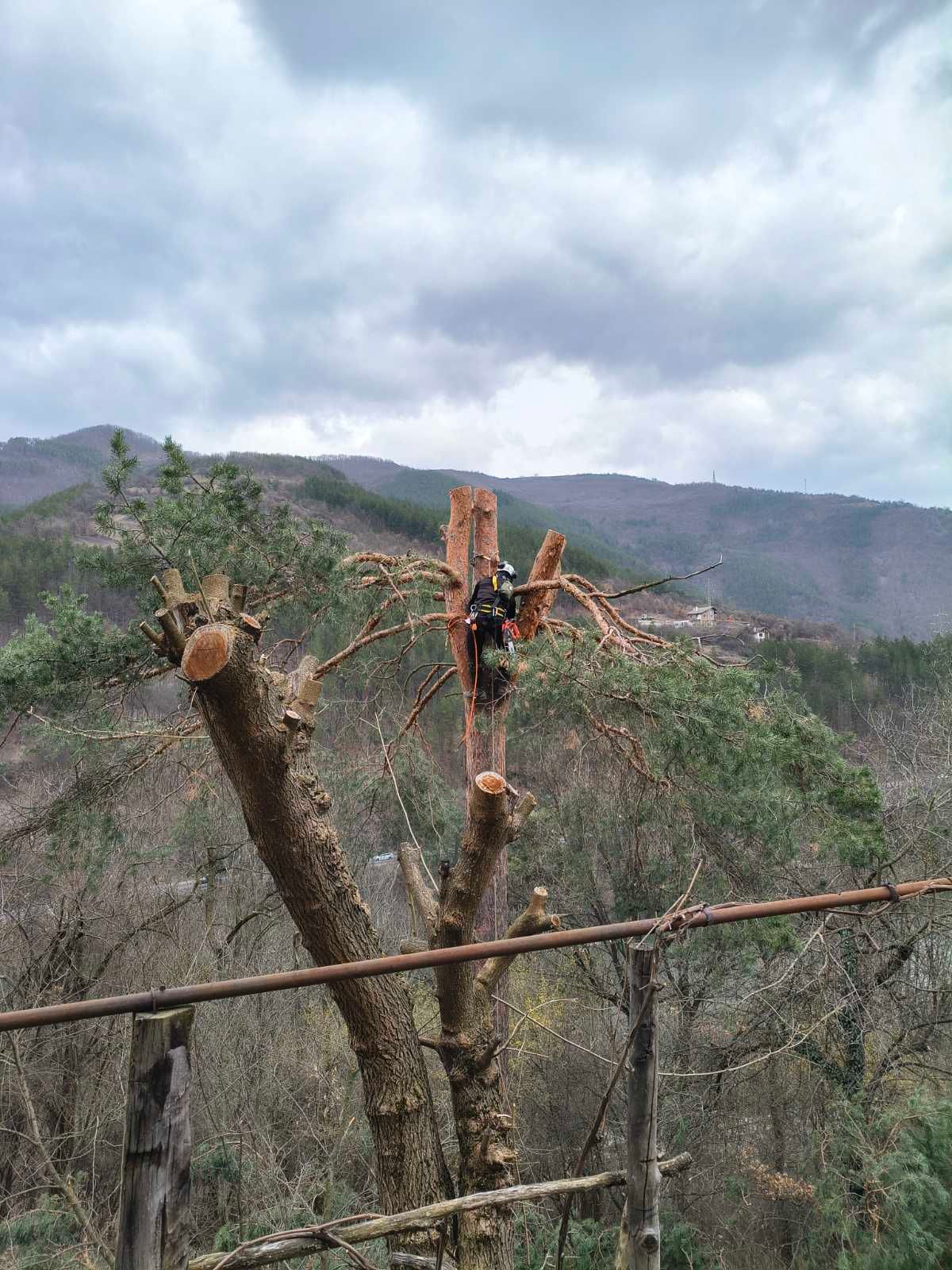 Премахване на короната на Бор в гр.Своге - Image 1