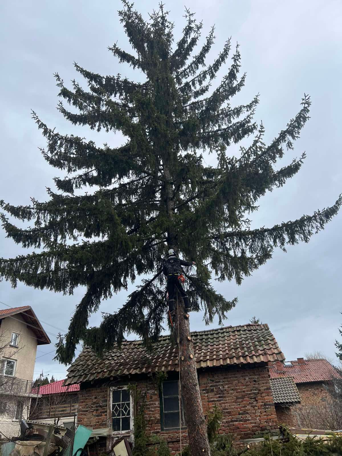 Премахване на Бор в с.Хераково - Image 2