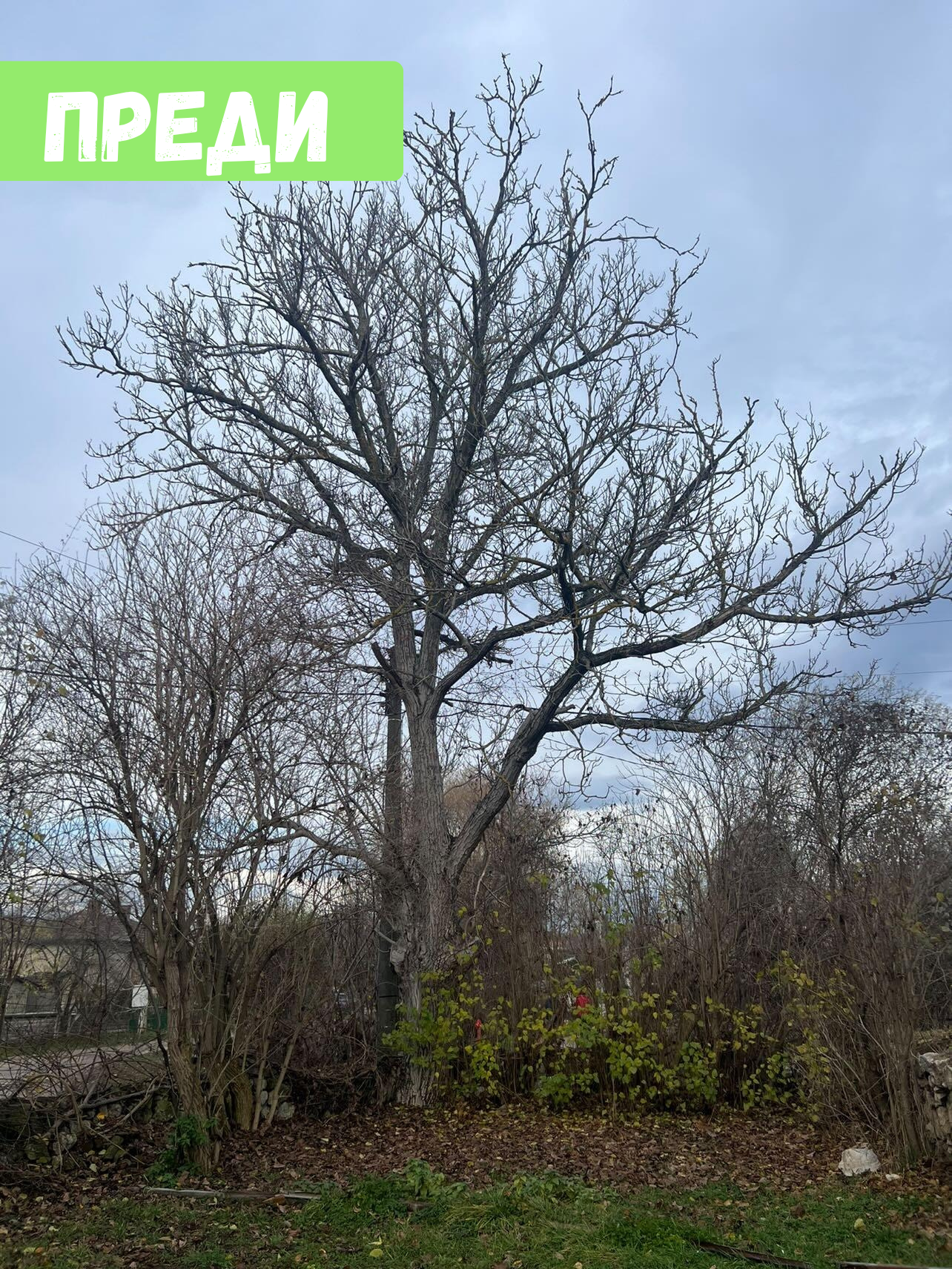 Премахване на два Ореха в с.Бърложница - Image 3