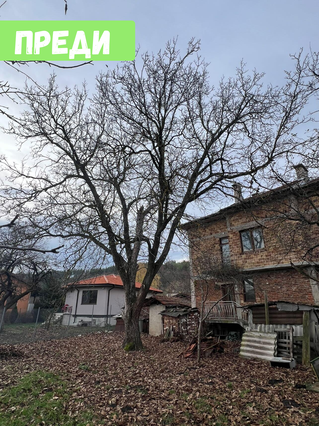 Премахване на два Ореха в с.Бърложница - Image 1