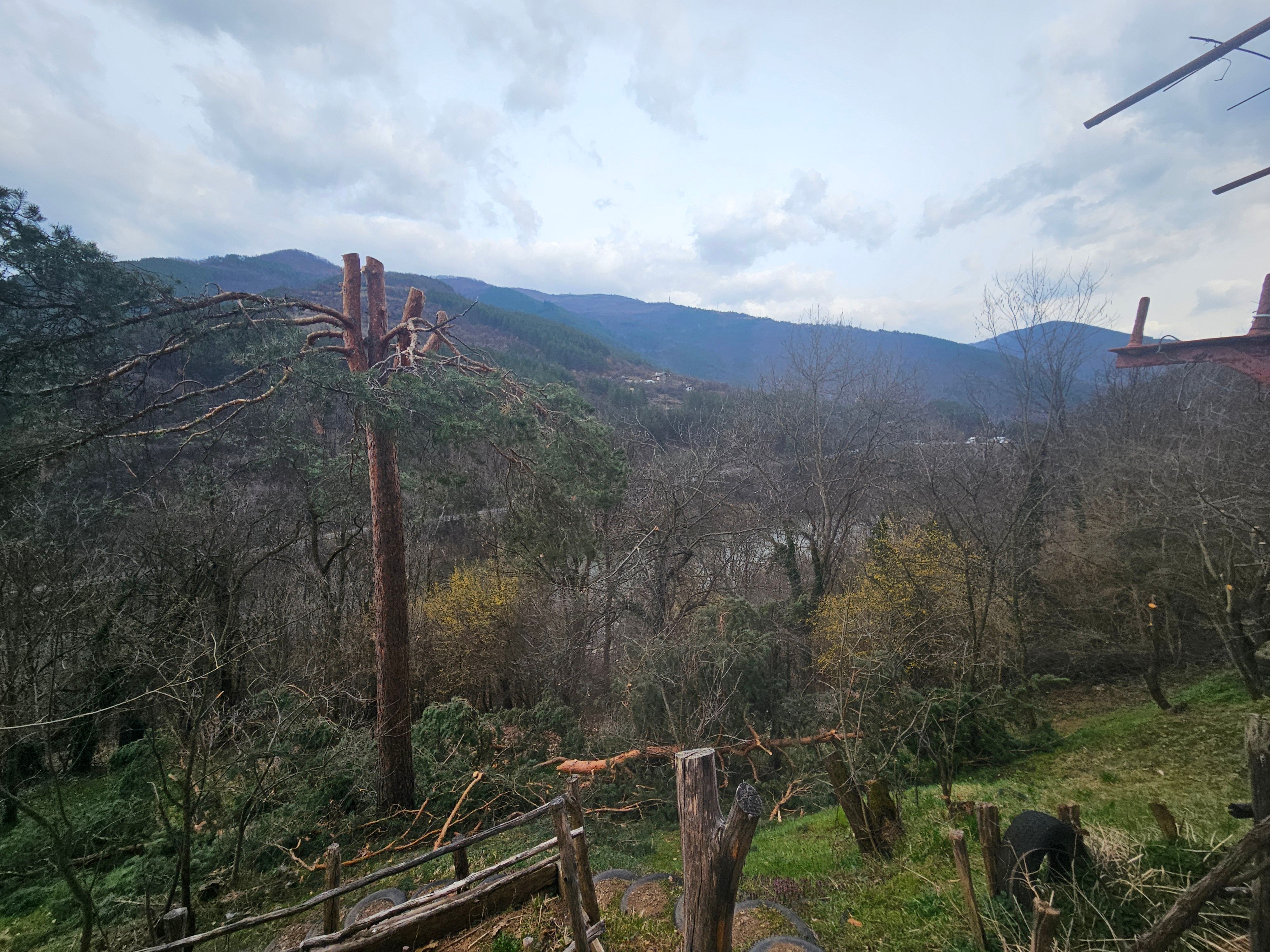 Премахване на короната на Бор в гр.Своге - Image 4