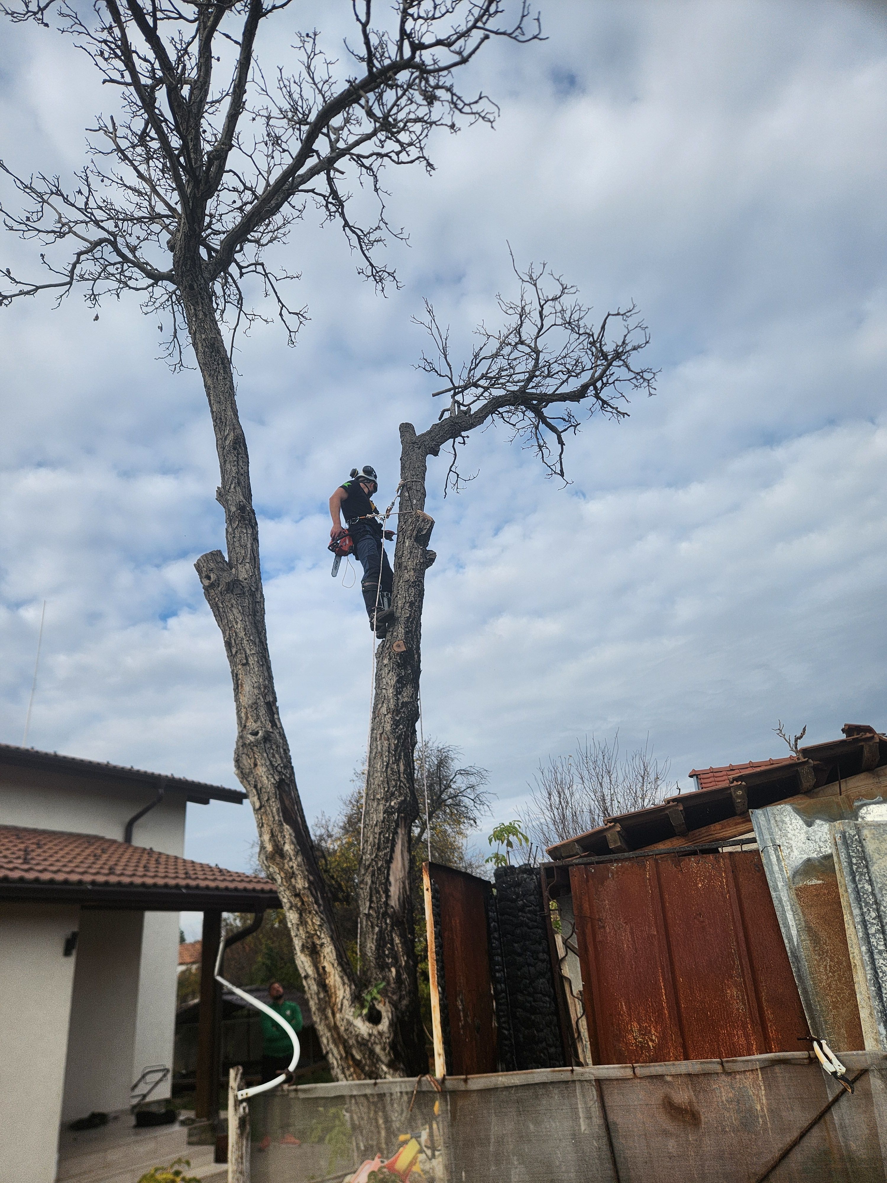 Премахване на Орех в гр.Сливница - Image 2