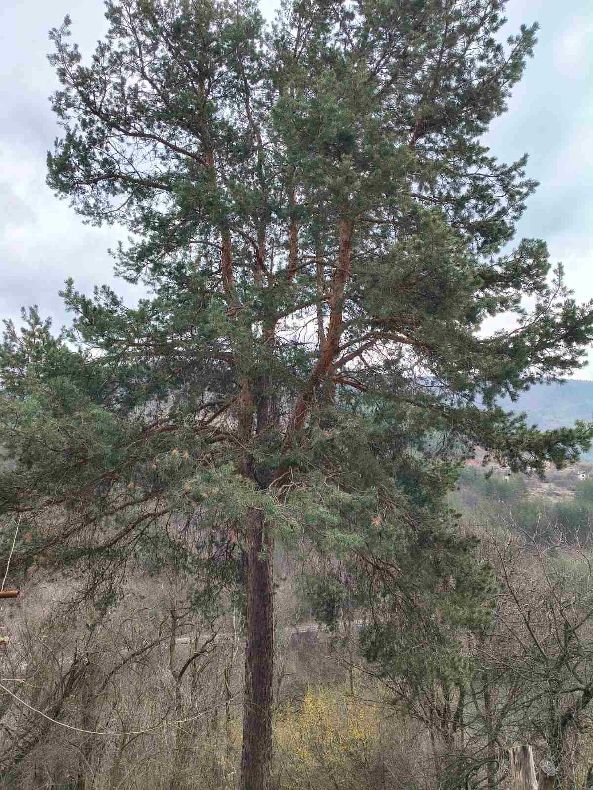 Премахване на короната на Бор в гр.Своге - Image 3