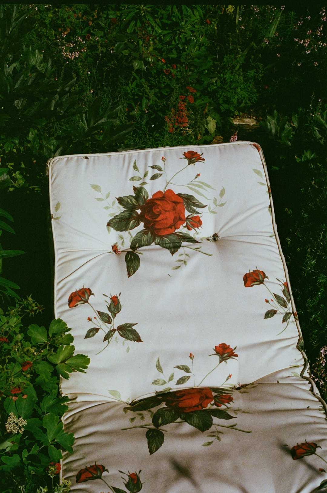 red rose garden chair