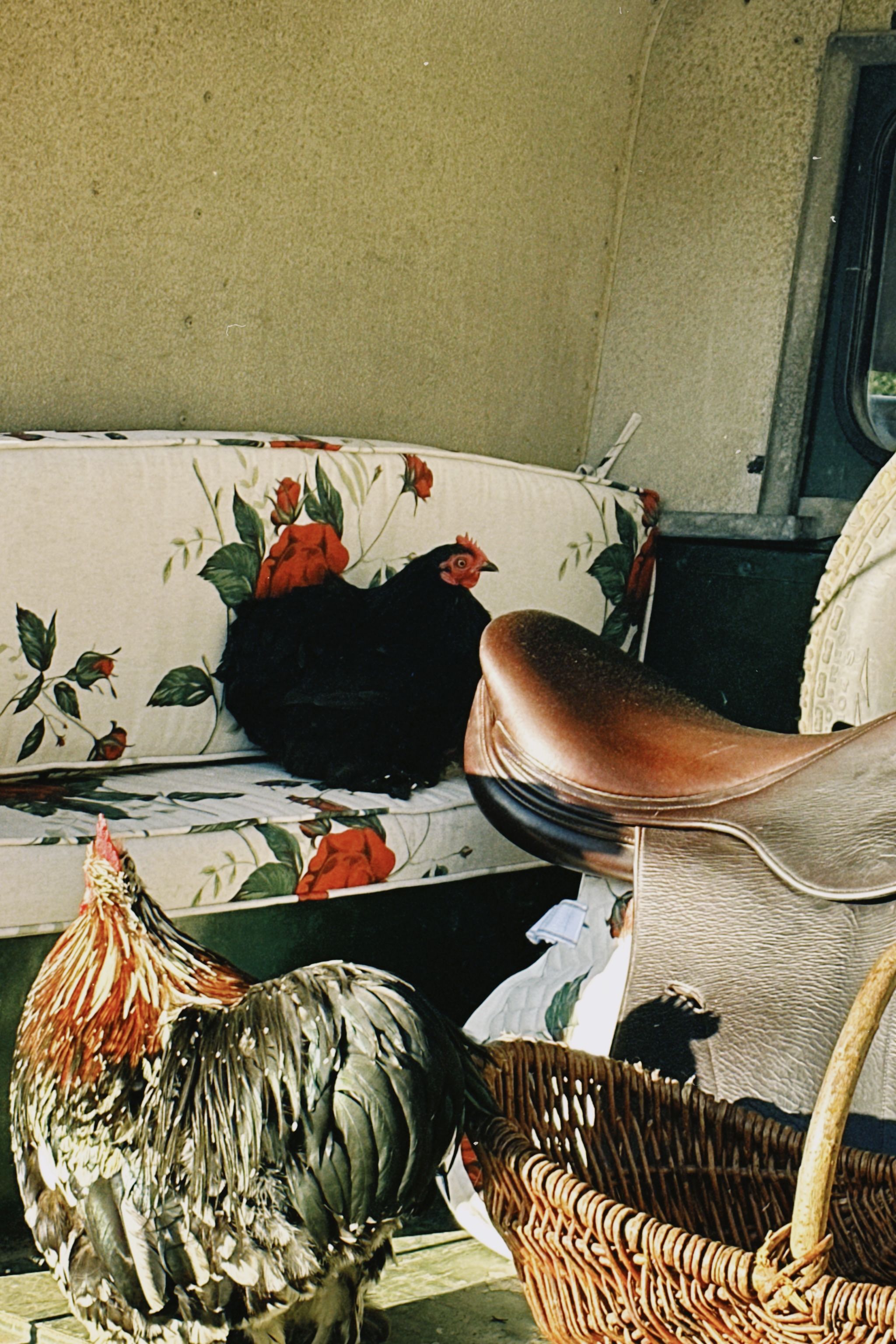 red rose bench with chicken