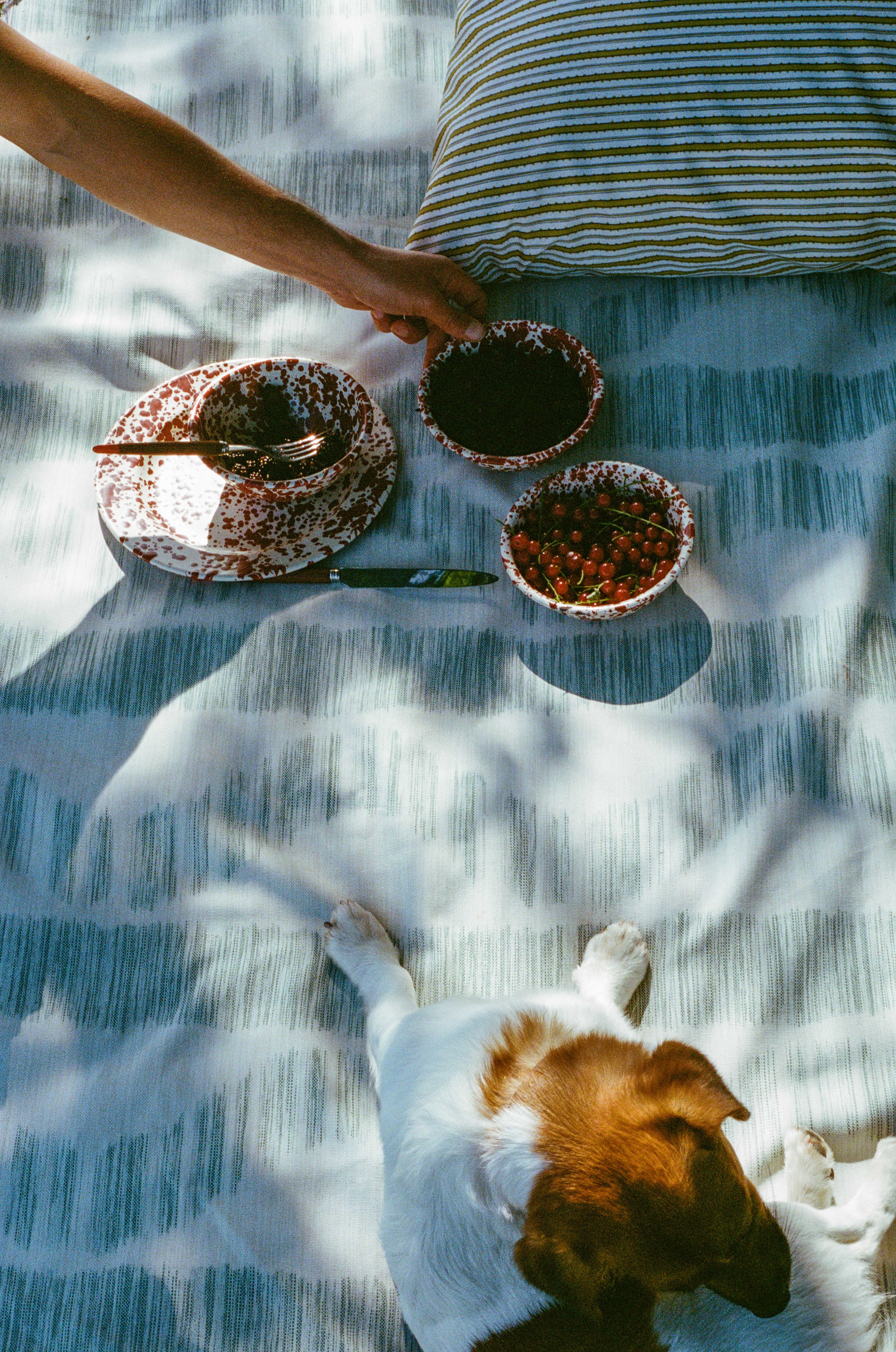 iakt with person and dog