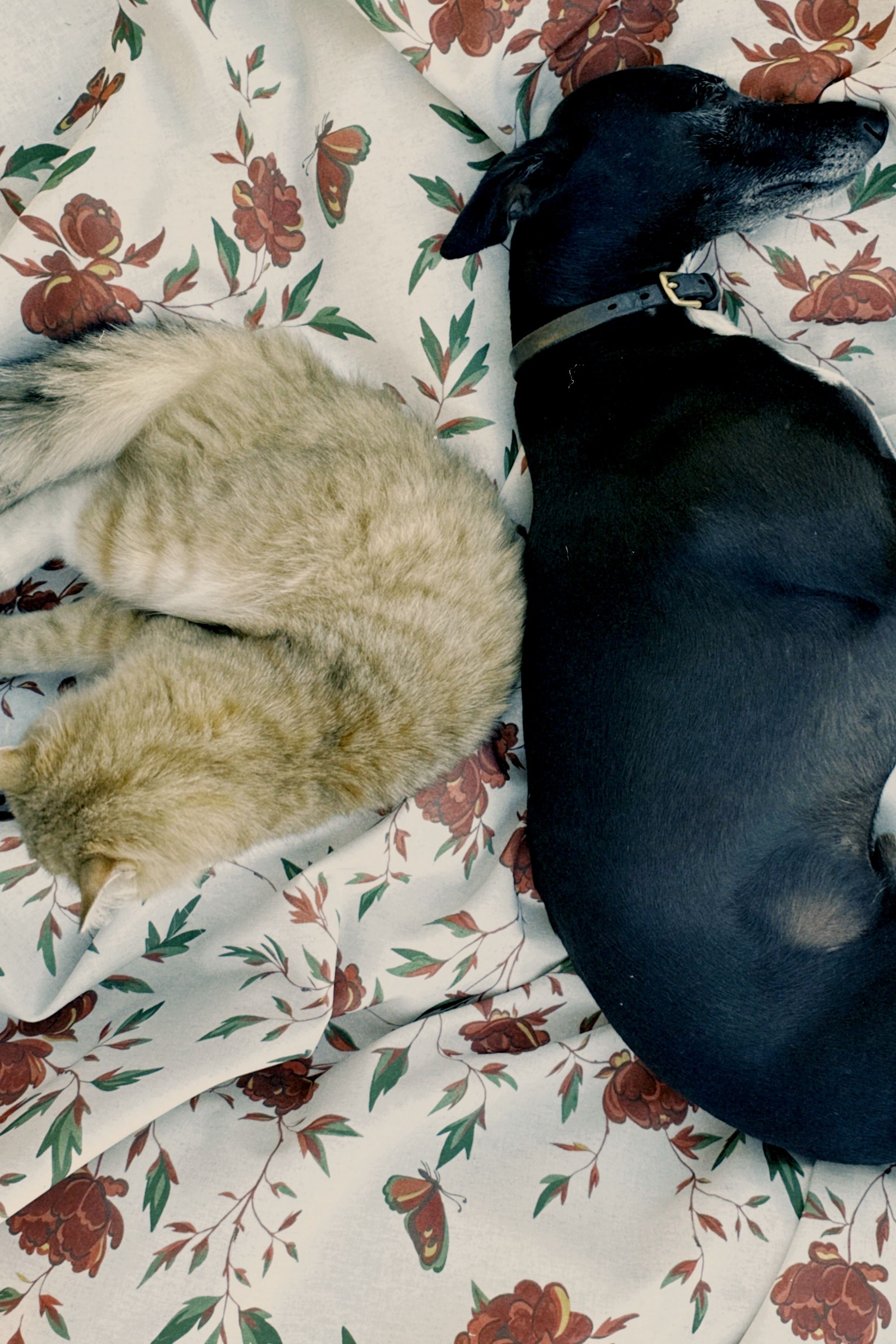 red tree peony with cat and dog lying on them