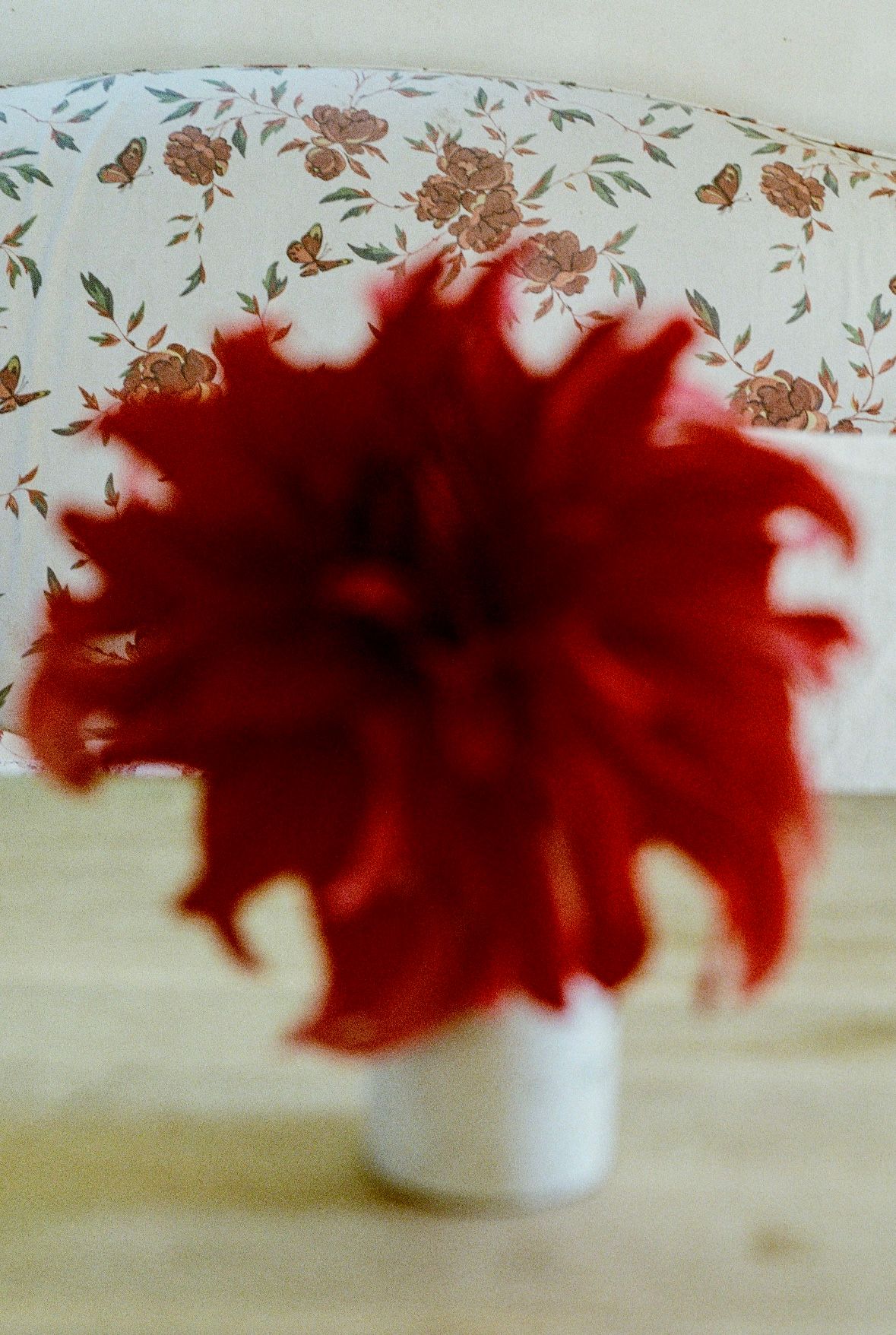 red tree peony with flower