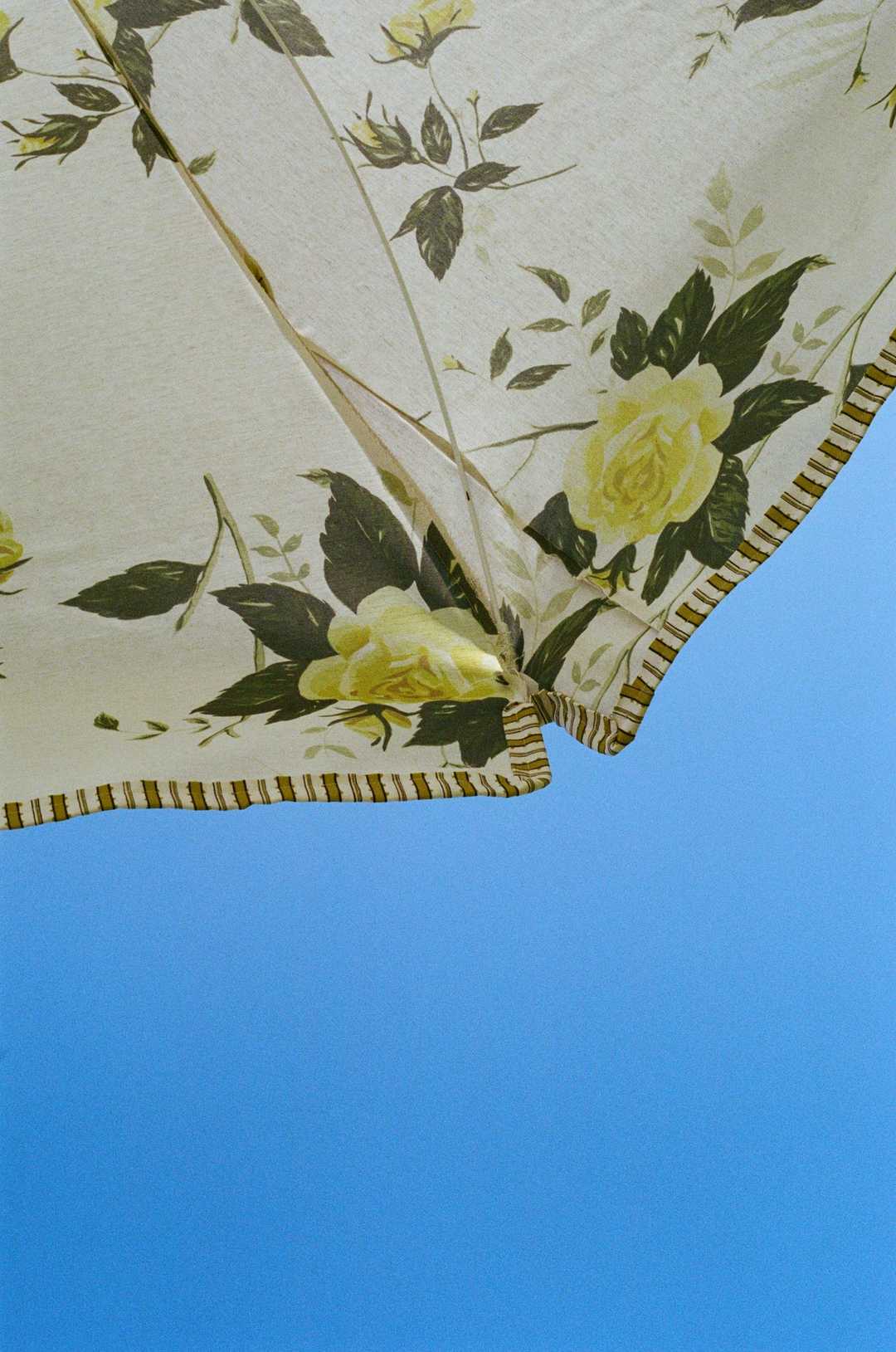 yellow rose umbrella