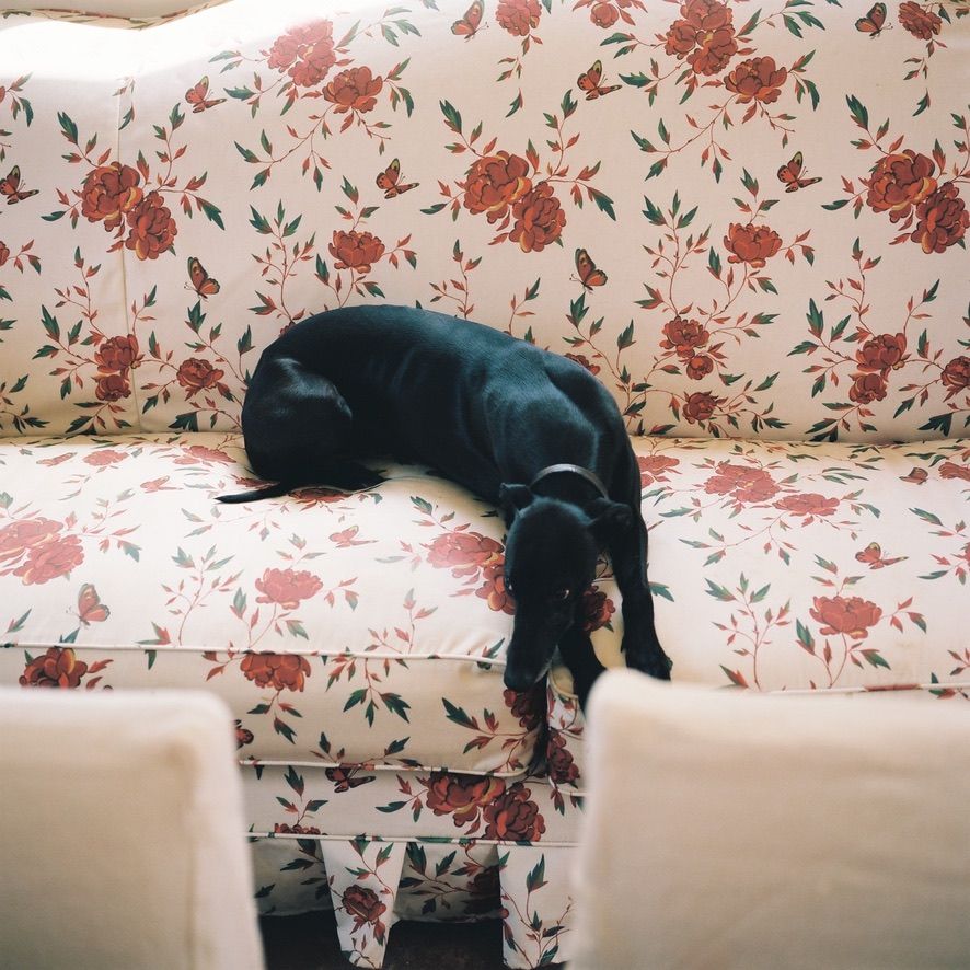 red tree peony sofa with dog lying on it