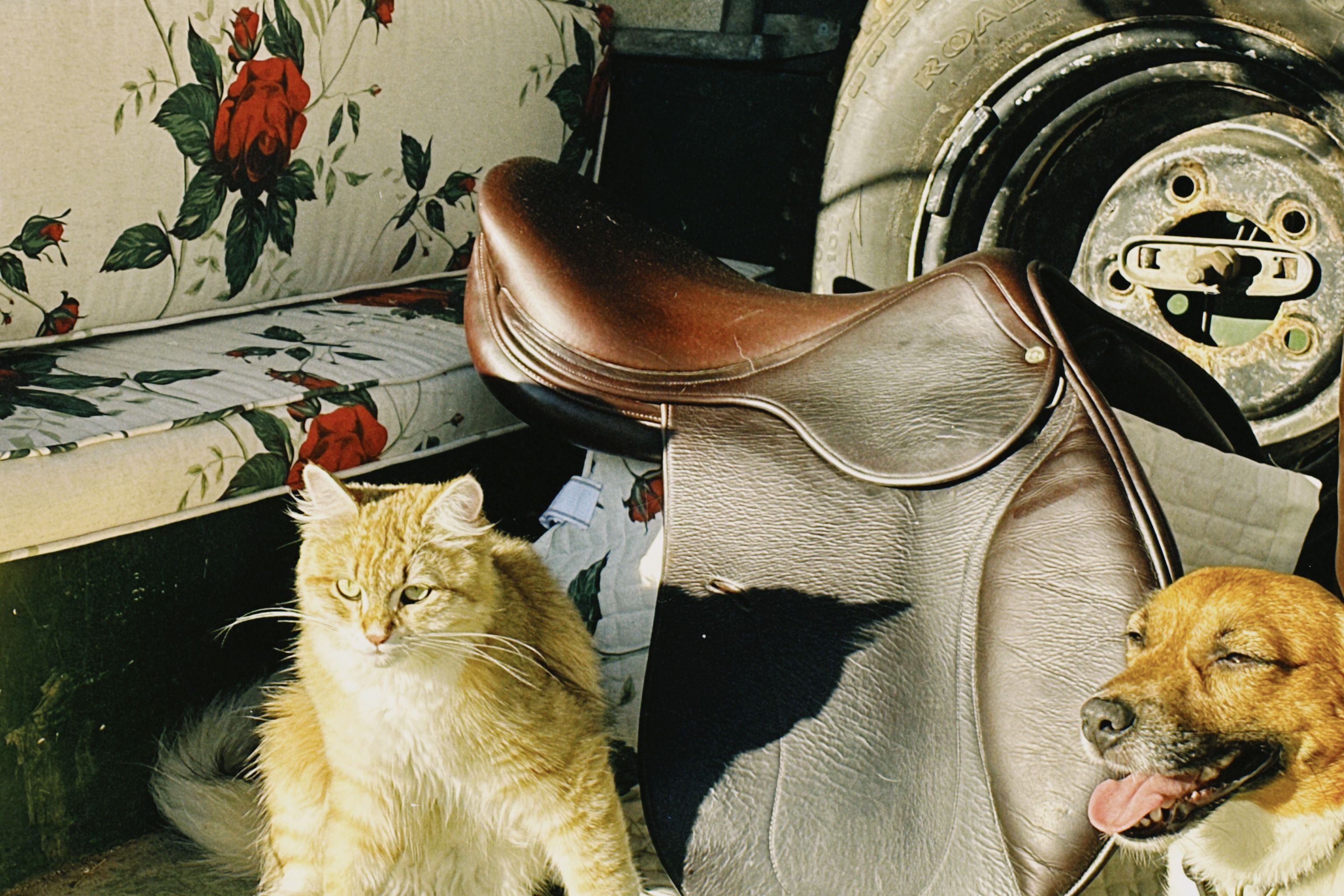 red rose bench with cat and dog