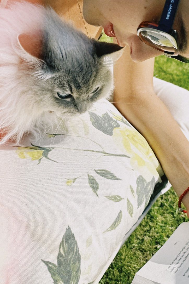 person and cat leaning on yellow rose pillow