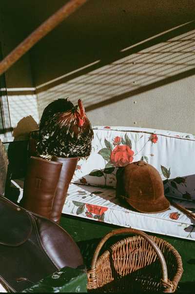 red rose bench with riding gear