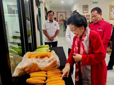 Sebagai Simbol Komitmen Ketahanan Pangan Nasional, GNTI Serahkan Hasil Panen Raya Jagung kepada Ketua Umum PDI Perjuangan