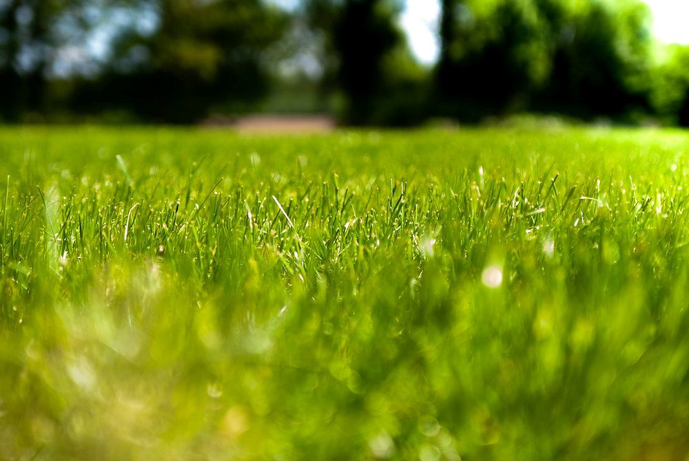 Fake Grass Deters Property Buyers