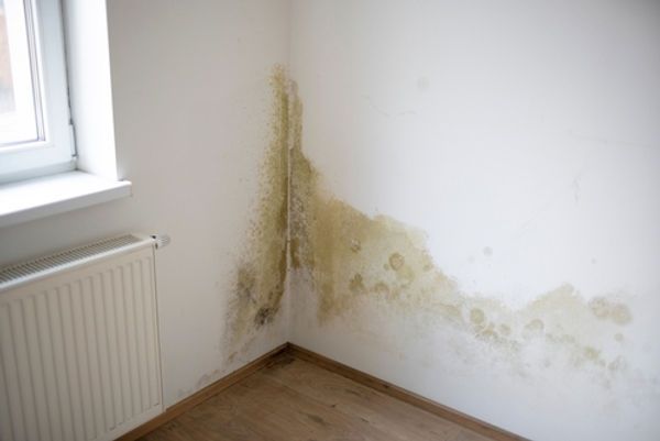 UK's Mould Crisis: Property Industry Raises Alarm