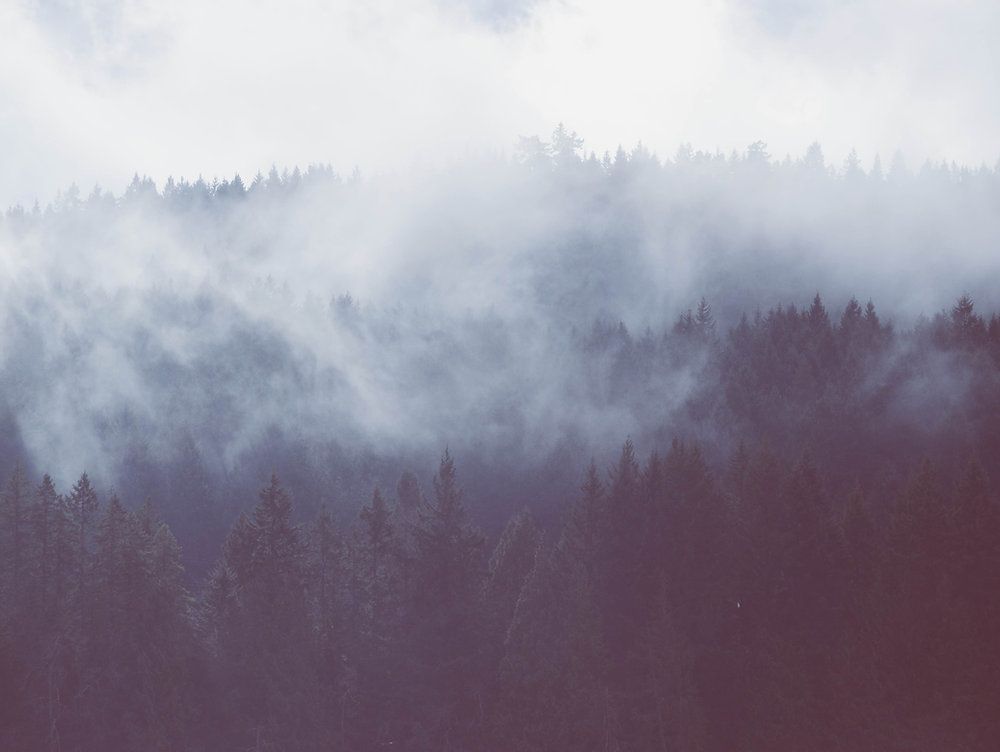 Treefera's AI: A Solution for Carbon Credit Crisis
